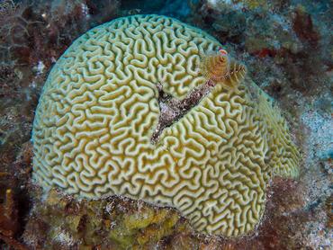 Symmetrical Brain Coral - Diploria strigosa - Aruba