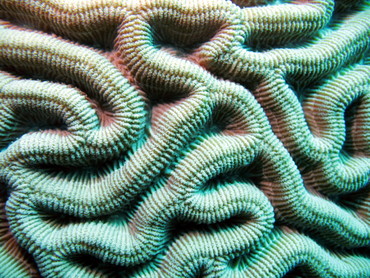 Symmetrical Brain Coral - Diploria strigosa - Aruba