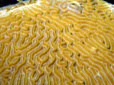 Symmetrical Brain Coral - Diploria strigosa - Grand Cayman