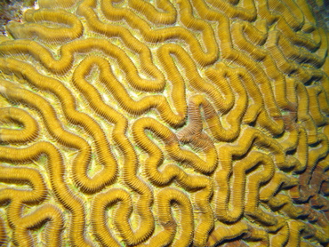 Symmetrical Brain Coral - Diploria strigosa - Grand Cayman