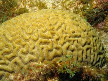 Symmetrical Brain Coral - Diploria strigosa - Grand Cayman