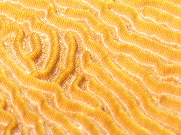 Symmetrical Brain Coral - Diploria strigosa - Grand Cayman