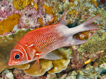 Tailspot Squirrelfish - Sargocentron caudimaculatum - Great Barrier Reef, Australia