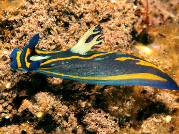 Tambja sp. 1 - Tambja sp. 1 - Bali, Indonesia