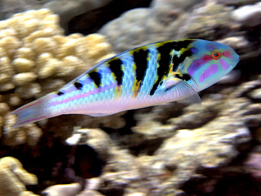 Sixbar Wrasse - Thalassoma hardwicke - Great Barrier Reef, Australia