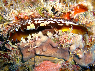 Atlantic Thorny-Oyster - Spondylus americanus - Roatan, Honduras