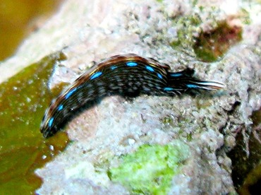 Bayer's Thuridilla - Thuridilla bayeri - Yap, Micronesia