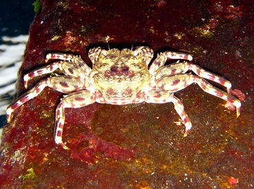 Tidal Spray Crab - Plagusia depressa - Cozumel, Mexico