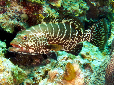 Tiger Grouper - Mycteroperca tigris - Eleuthera, Bahamas