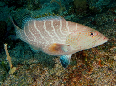 Tiger Grouper - Mycteroperca tigris - Cozumel, Mexico