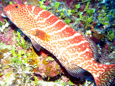 Tiger Grouper - Mycteroperca tigris - Nassau, Bahamas