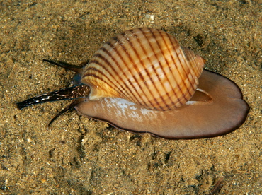 Channeled Tun - Tonna canaliculata - Anilao, Philippines