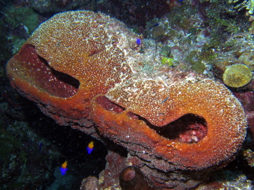 Touch-Me-Not Sponge - Neofibularia nolitangere - Roatan, Honduras