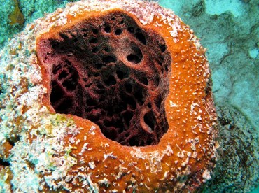 Touch-Me-Not Sponge - Neofibularia nolitangere - Bonaire