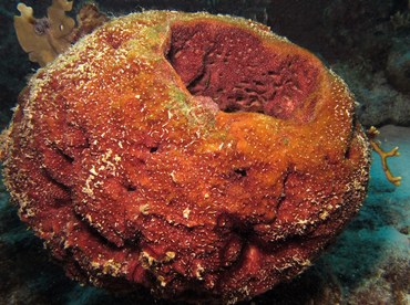 Touch-Me-Not Sponge - Neofibularia nolitangere - Bonaire