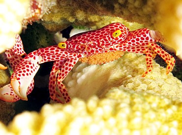 Rust-Spotted Guard Crab - Trapezia rufopunctata - Yap, Micronesia