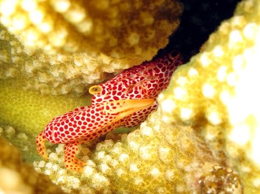 Rust-Spotted Guard Crab - Trapezia rufopunctata - Palau