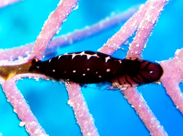 Triangular Cyphoma - Cyphoma sp. 1 - Nassau, Bahamas