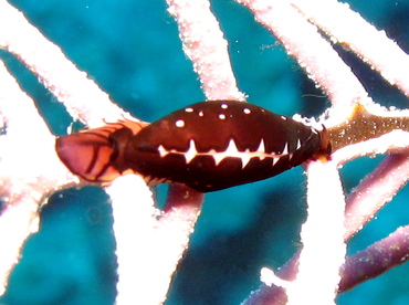 Triangular Cyphoma - Cyphoma sp. 1 - Nassau, Bahamas