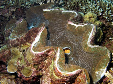 Giant Giant Clam - Tridacna gigas - Palau