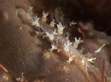 Crisscross Tritonia - Tritonia bayeri - Palm Beach, Florida