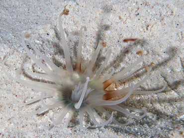 Banded Tube-Dwelling Anemone - Isarachnanthus nocturnus - Cozumel, Mexico