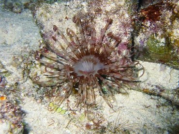 Banded Tube-Dwelling Anemone - Isarachnanthus nocturnus - Cozumel, Mexico