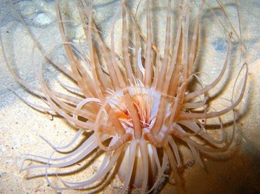 Banded Tube-Dwelling Anemone - Isarachnanthus nocturnus - Bonaire