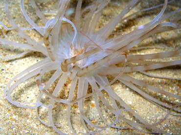 Banded Tube-Dwelling Anemone - Isarachnanthus nocturnus - Aruba