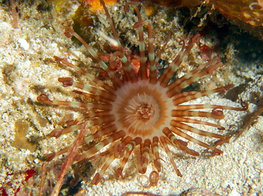 Banded Tube-Dwelling Anemone - Isarachnanthus nocturnus - Cozumel, Mexico
