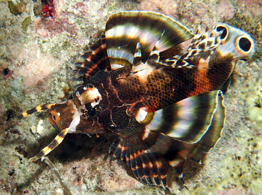 Twinspot Lionfish - Dendrochirus biocellatus - Wakatobi, Indonesia