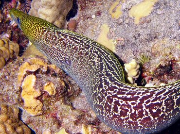 Undulated Moray Eel - Gymnothorax undulatus - Big Island, Hawaii