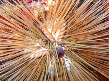 Long-Spined Urchin - Diadema antillarum - Bonaire