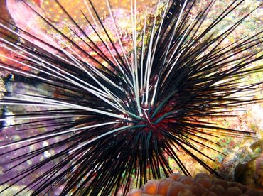 Long-Spined Urchin - Diadema antillarum - Bonaire