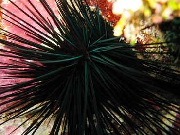 Long-Spined Urchin - Diadema antillarum - Belize