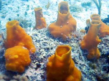 Variable Boring Sponge - Aka coralliphaga - Cozumel, Mexico