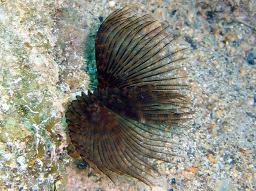 Variegated Feather Duster - Bispira variegata - Key Largo, Florida