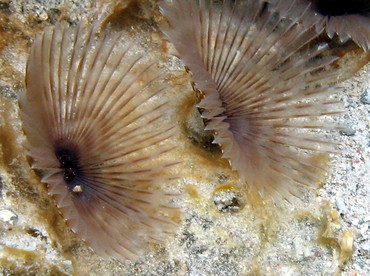 Variegated Feather Duster - Bispira variegata - St Kitts