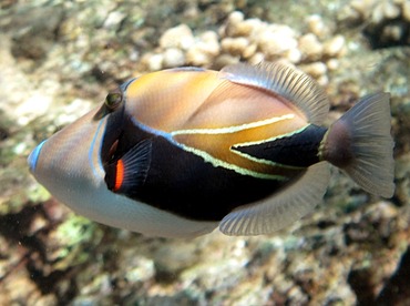 Wedgetail Triggerfish - Rhinecanthus rectangulus - Maui, Hawaii