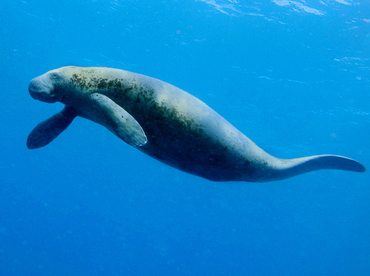 West Indian Manatee - Trichechus manatus - Belize