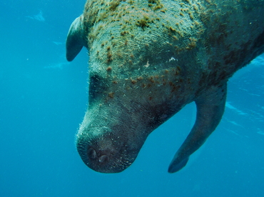 West Indian Manatee - Trichechus manatus - Belize