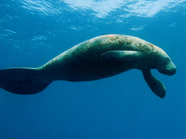 West Indian Manatee - Trichechus manatus - Belize