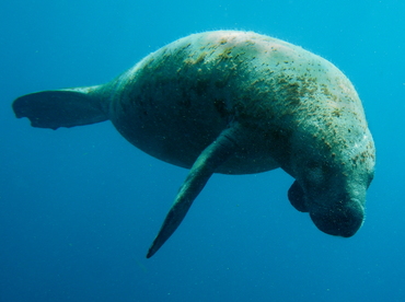 West Indian Manatee - Trichechus manatus - Belize