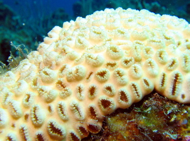 White Encrusting Zoanthid - Palythoa caribaeorum - Roatan, Honduras