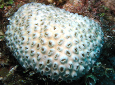 White Encrusting Zoanthid - Palythoa caribaeorum - Grand Cayman