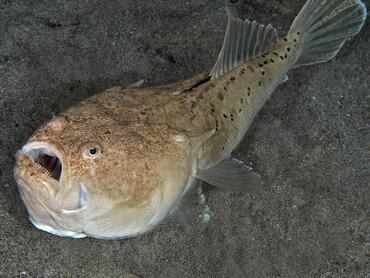 Whitemargin Stargazer - Uranoscopus sulphureus - Dumaguete, Philippines