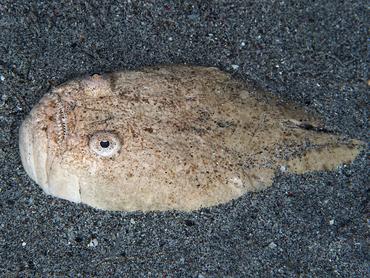 Whitemargin Stargazer - Uranoscopus sulphureus - Dumaguete, Philippines