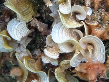 White Scroll Alga - Padina jamaicensis - Nassau, Bahamas