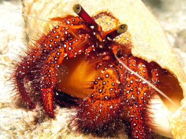 White-spotted Hermit Crab - Dardanus megistos - Yap, Micronesia