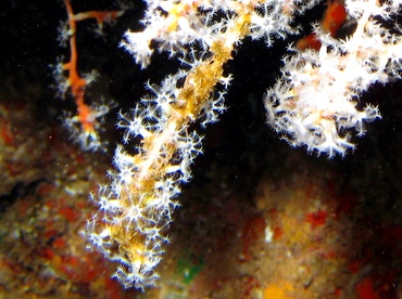 White Telesto - Carijoa riisei - Lanai, Hawaii